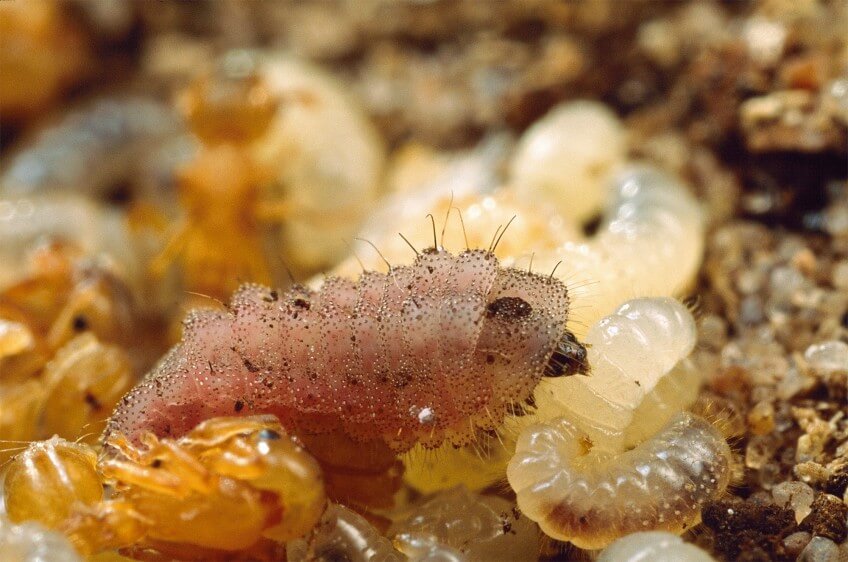 Une chenille de l'azuré du serpolet vivant au milieu du couvain de Myrmica sabuleti. Photo de chenille de l'azuré