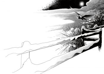 Une chouette effraie survole la balustrade