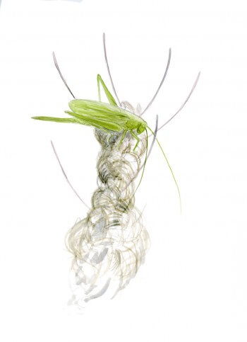 Observez les criquets, grillons et autres chanteurs des prés