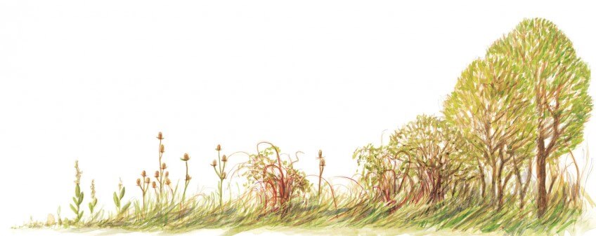 Une friche c'est aussi une grande richesse structurelle: arbres, arbustes, herbes hautes et moins hautes se côtoient.  Friche