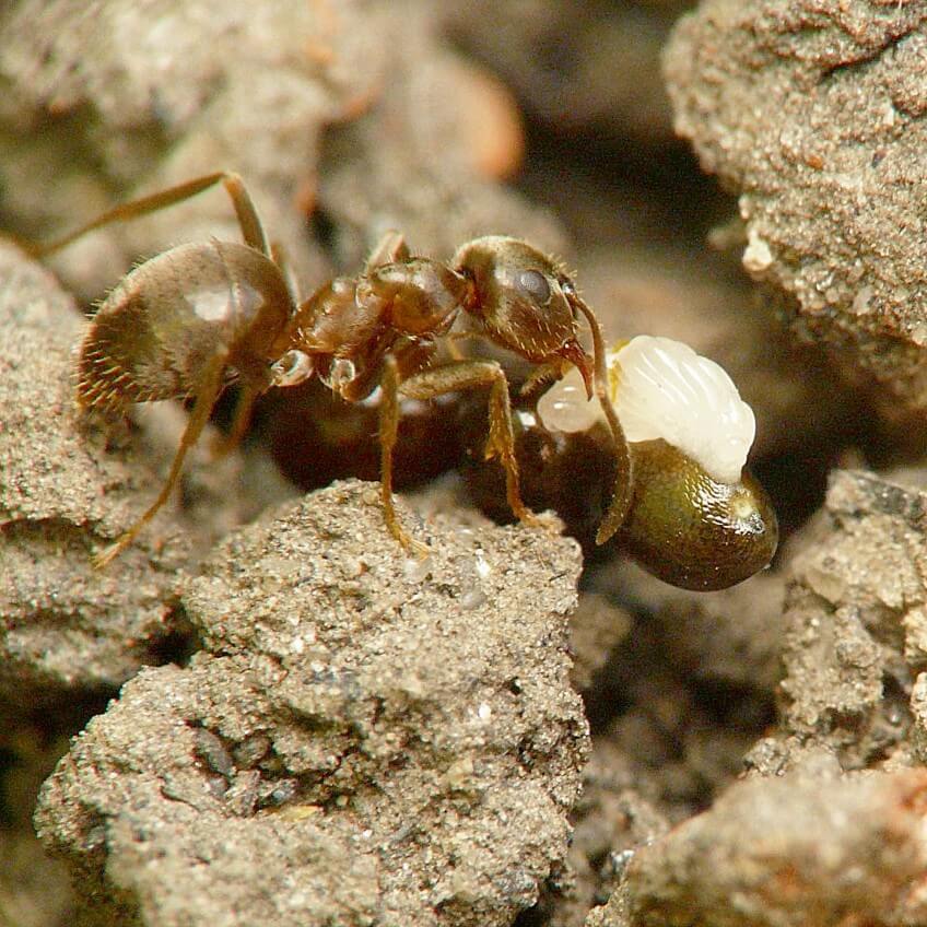 Une Lasius niger fourrageuse ramène au nid une graine de chélidoine avec son élaïosome blanc. Photo de fourmi Lasius niger