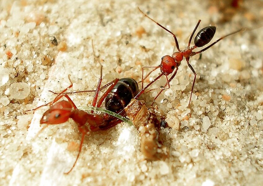 Photo de fourmi qui libère une soeur