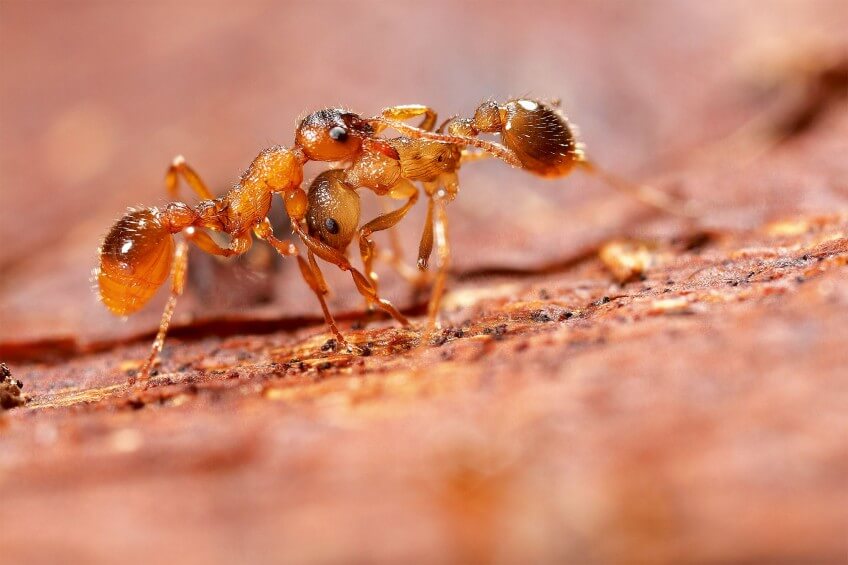 Une ouvrière Myrmica scabrinodis agrippe sa sœur pour la transporter et la ramener à la fourmilière. Photo d'ne fourmi qui amène sa soeur à la fourmilière