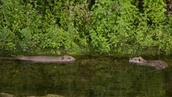Une photo extraordinaire qui réunit le vrai castor à gauche et son cousin le ragondin que l'on prend parfois à tort pour un castor.