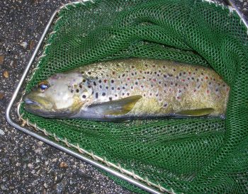 Une truite affectée par la Saprolegnia, un parasite qui décime les poissons du Doubs. Une truite affectée par la Saprolegnia, un parasite qui décime les poissons du Doubs.