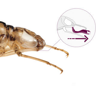 masque de larve de libellule