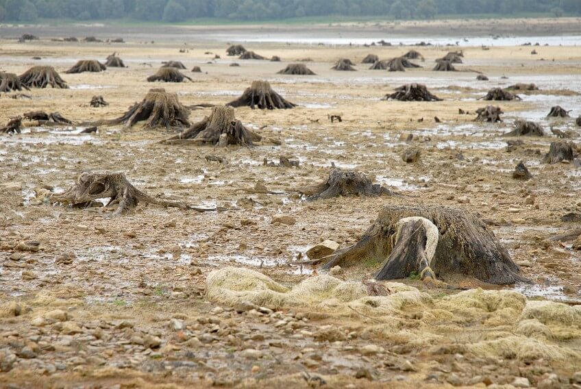 Vieilles souches de saules abattus dans la forêt d'Orient