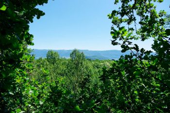 Vue sur les forêts de la réserve naturelle de Lavours, dans l'Ain, depuis le sommet d'un des nombreux arbres étudiés par l'équipe de Fabrice Darinot.
