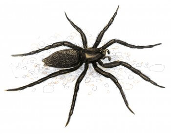 Zelotes exiguus, une araignée menacée qui semble apprécier les toits végétalisés Zelotes exiguus