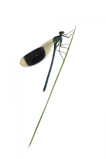 Zygoptère signifie « qui a les ailes jointes », comme chez ce caloptéryx éclatant. Seuls les lestes se posent parfois avec les ailes semi-étendues. demoiselle