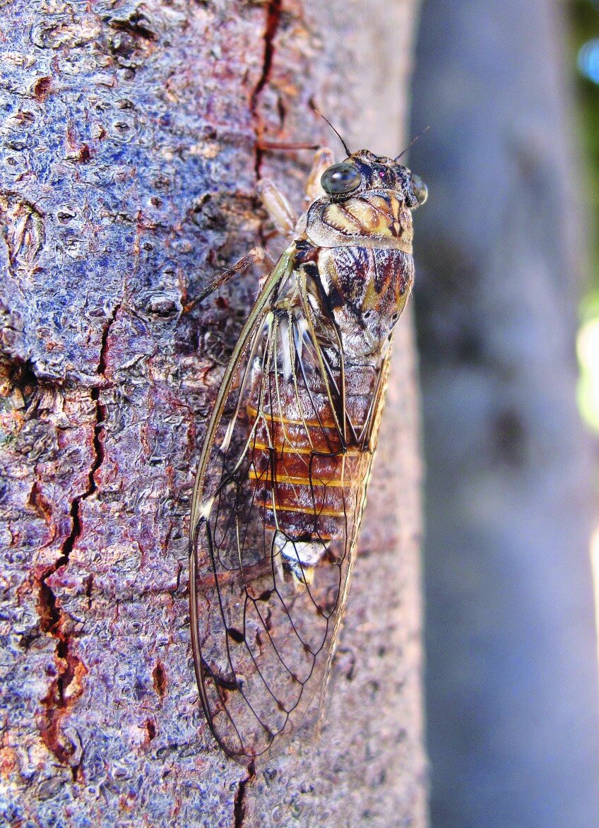 La cigale de l'orne, ou cigale grise (Cicada orni) La cigale de l'orne, ou cigale grise (Cicada orni) photo