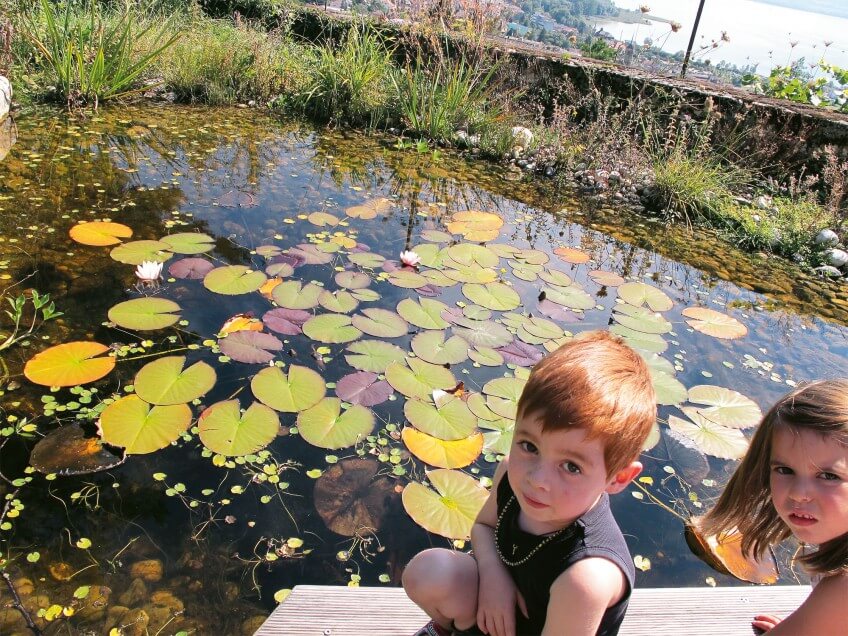 La mare est l'endroit idéal pour observer plein de petites bêtes aux modes de vie fascinants. La mare de A à Z