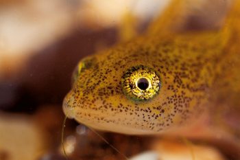 A l'âge de deux mois, les pattes sont terminées. La larve mesure trois centimètres. Dans quelques semaines, elle activera ses poumons et sortira de l'eau.