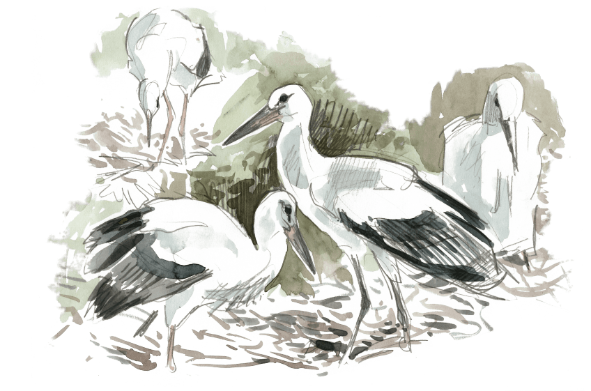 Des cigognes dans la ville de Besançon