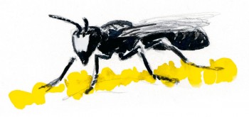 Abeille masquée posée sur une marguerite Les insectes et la marguerite dessin nature