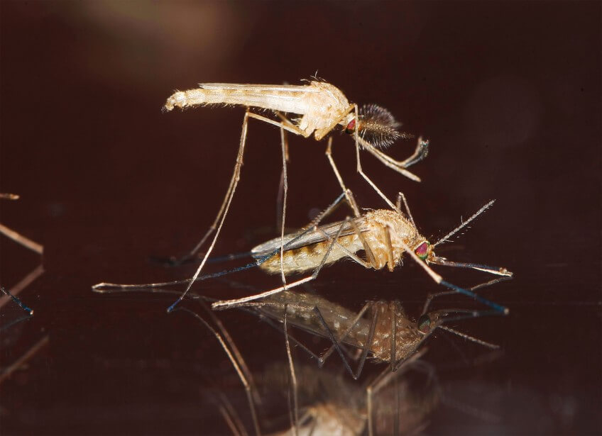 Photo de moustiques en train de s'accoupler