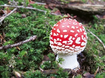 Amanite tue-mouches / © Fleur Daugey