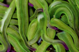 Anémone / © Erwan Balança