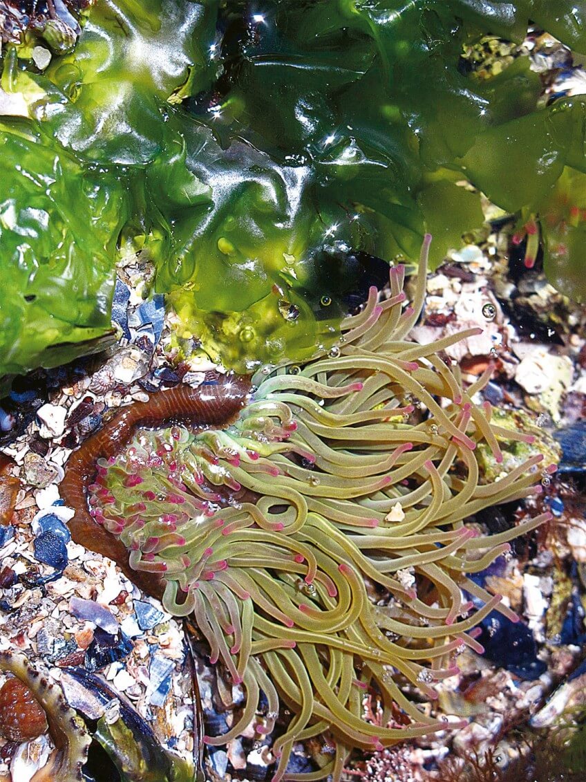 Anémone de mer photo