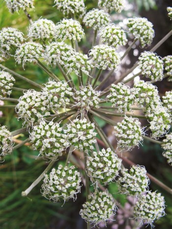 Angélique des bois Angélique des bois photo