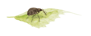 Anthonome de la ronce Insectes visiteurs des rosiers dessin nature