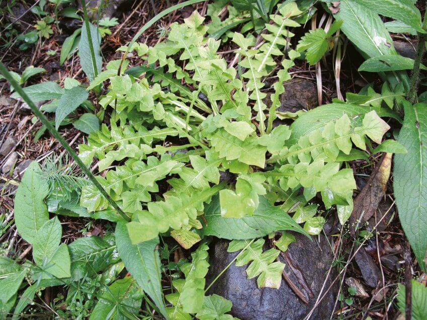 Apostéris fétide Apostéris fétide