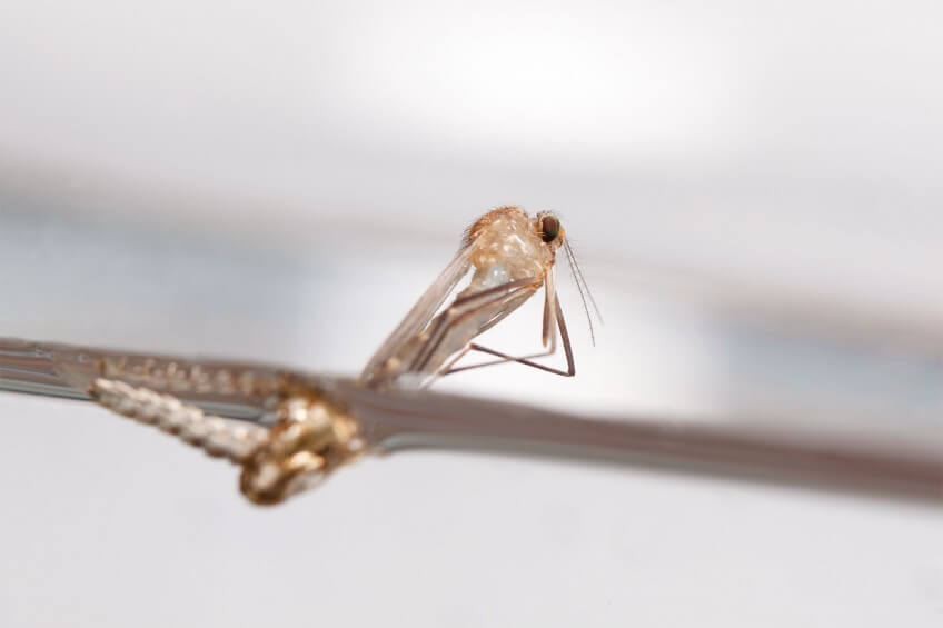 Après quatre stades larvaires et un stade nymphal, c’est l’émergence. Le moustique adulte s’extirpe de son fourreau. Une fois ses ailes durcies, il décolle. Photo d'émergence de moustique adulte