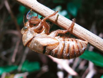 Après un développement dans le sol qui s'étale sur plusieurs années, la larve de cigale émerge et se métamorphose. Elle abandonne alors sa mue dans la végétation. Ces enveloppes sèches se reconnaissent facilement à leurs pattes avant robustes.
