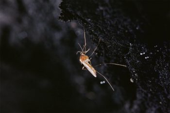 Au fil des jours, l’humidité des cavernes génère une multitude de gouttelettes qui s’accrochent aux femelles de Culex pipiens.