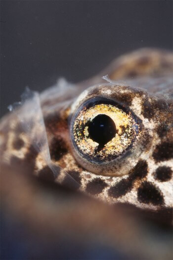 Au printemps, la rétine des yeux des  tritons modifie ses pigments pour assurer une vision optimale des couleurs sous l'eau. Photo yeux triton