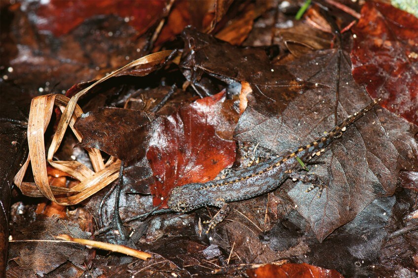 Au réveil, le triton alpestre mâle porte une peau sèche et terreuse. Triton au réveil