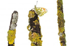 Aurore (Anthocharis cardamines) - « J'ai galéré pendant des années pour dénicher l'endroit où se trouvaient ces aurores. J'ai finalement déniché un champ de cardamines en lisière de forêt où j'ai passé beaucoup de temps à les observer avant de les photographier.» 
 / © Stéphane Hette