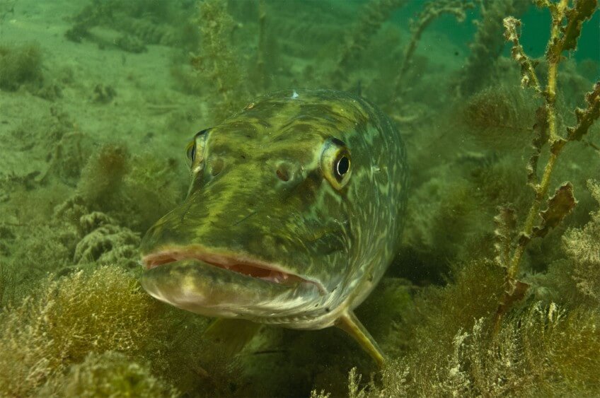 Avec sa mandibule inférieure avancée, le brochet porte le petit nom de "bec de canard"