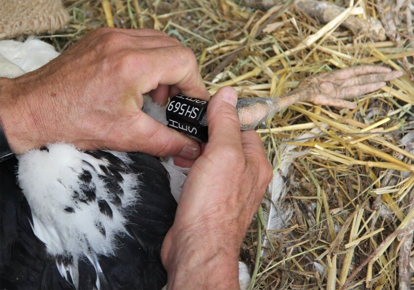 Baguage d'un cigogneau A quand un franc retour de la cigogne en Suisse romande ?