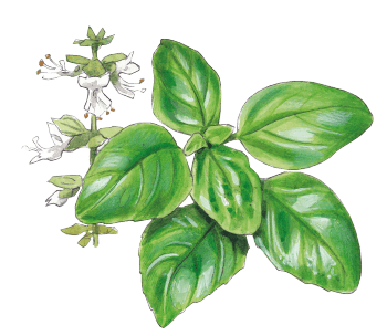 Basilic Comment se construire un mini jardin à aromatiques