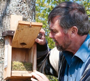 Bernard Genton visite un nid de torcol fourmilier.