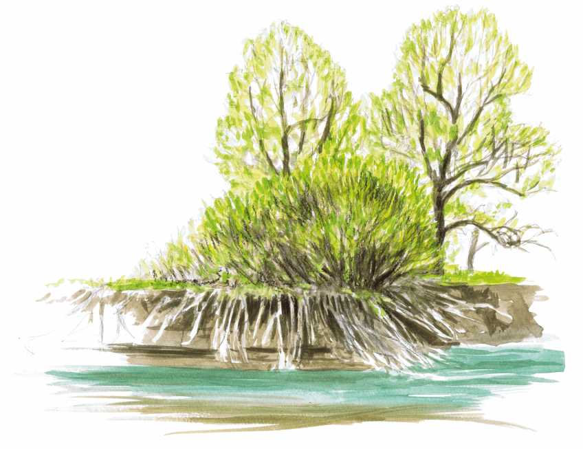 3 activités à faire avec le saule