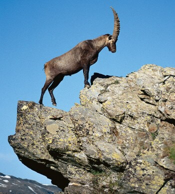 Bouquetin