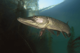 Brochet adulte / © Michel Lonfat