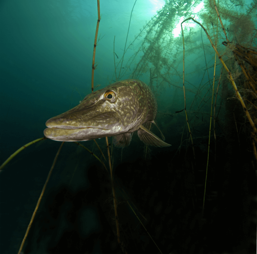 Brochet commun Le brochet en 16 infos insolites