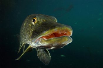 Brochet commun Brochet commun