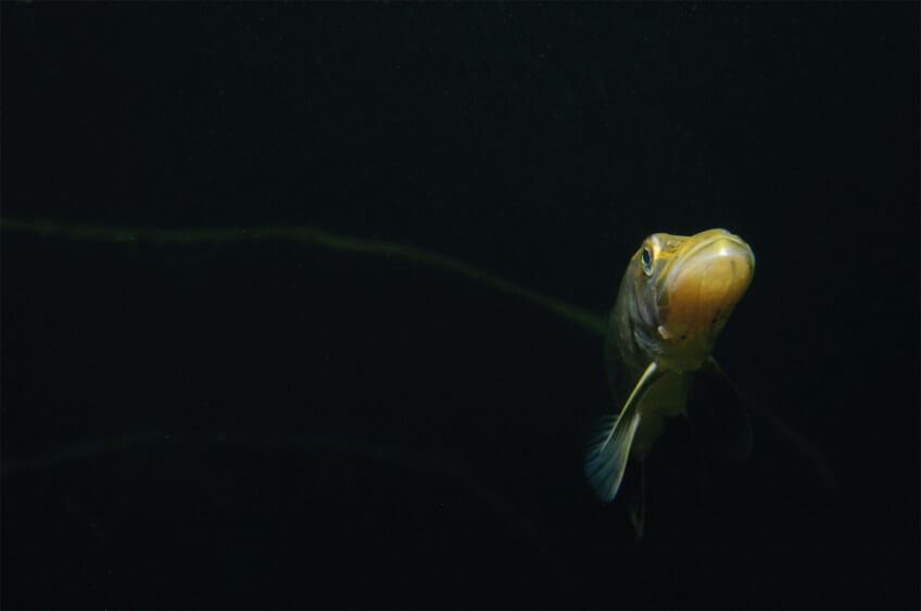 Brochet dans l'ombre Le brochet en 16 infos insolites