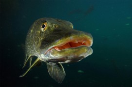 Brochet et monde aquatique / © Michel Lonfat