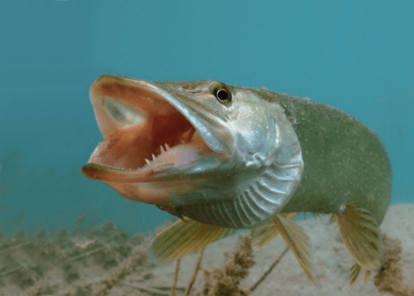 Brochet gueule grande ouverte Le brochet en 16 infos insolites