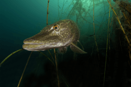 Brochet vu de face / © Michel Lonfat