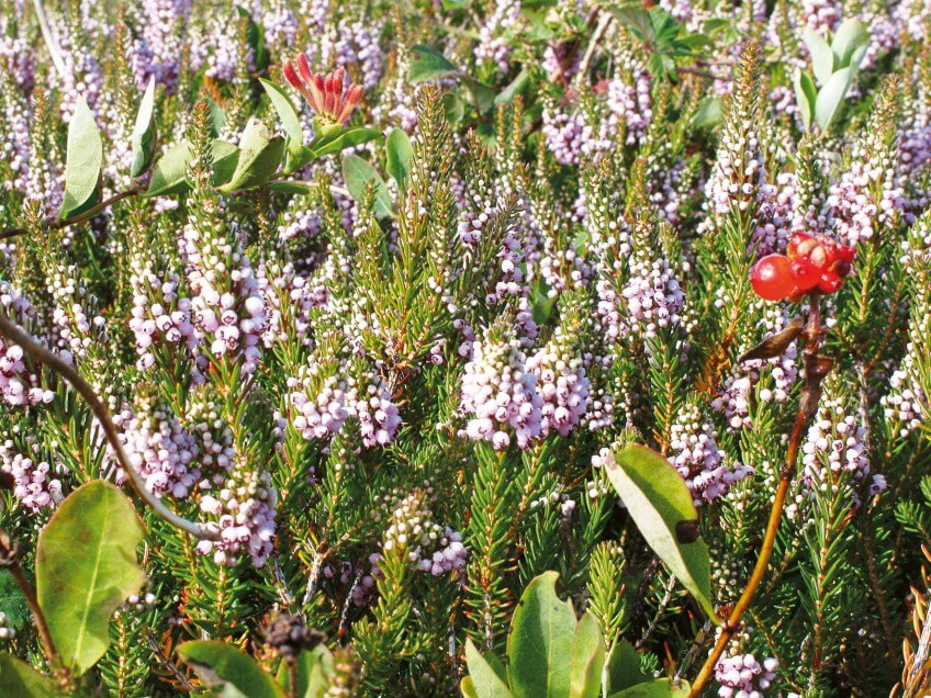 Bruyère vagabonde photo