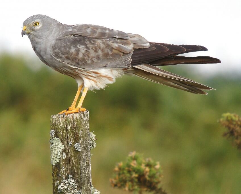 Busard cendré perché sur un poteau Photo busard cendré