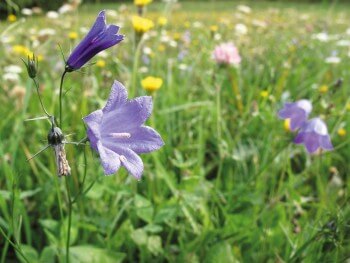 Campanule à feuilles de pêcher / © Fleur Daugey