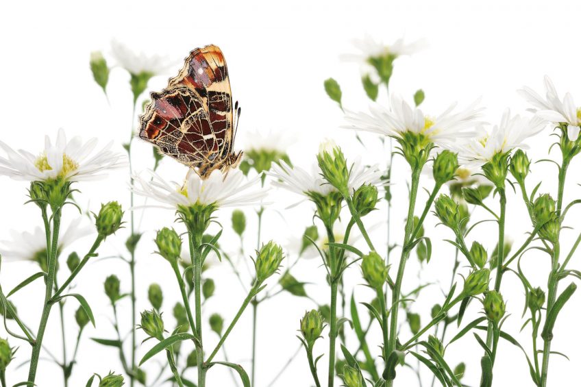 Photo de papillons de Stephane Hette