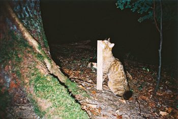 Ce chat sauvage marque un piquet en bois de son odeur.